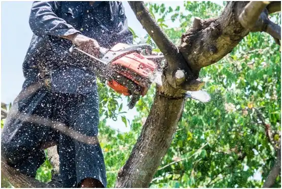 tree services Lancaster